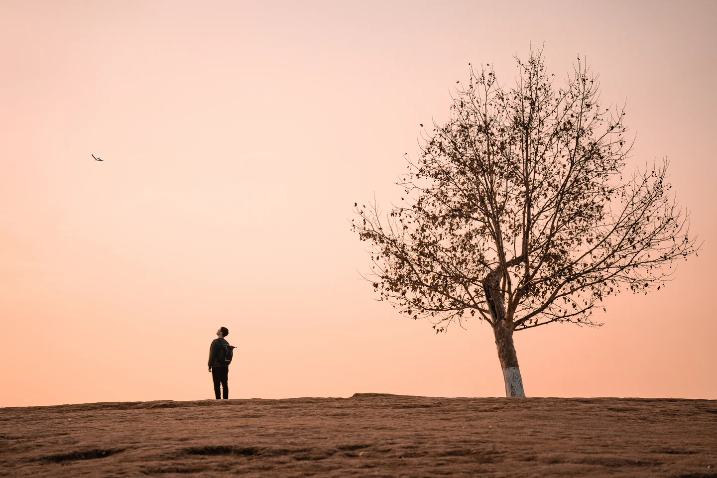 A lone person and a bare tree stand against a soft pink evening sky.