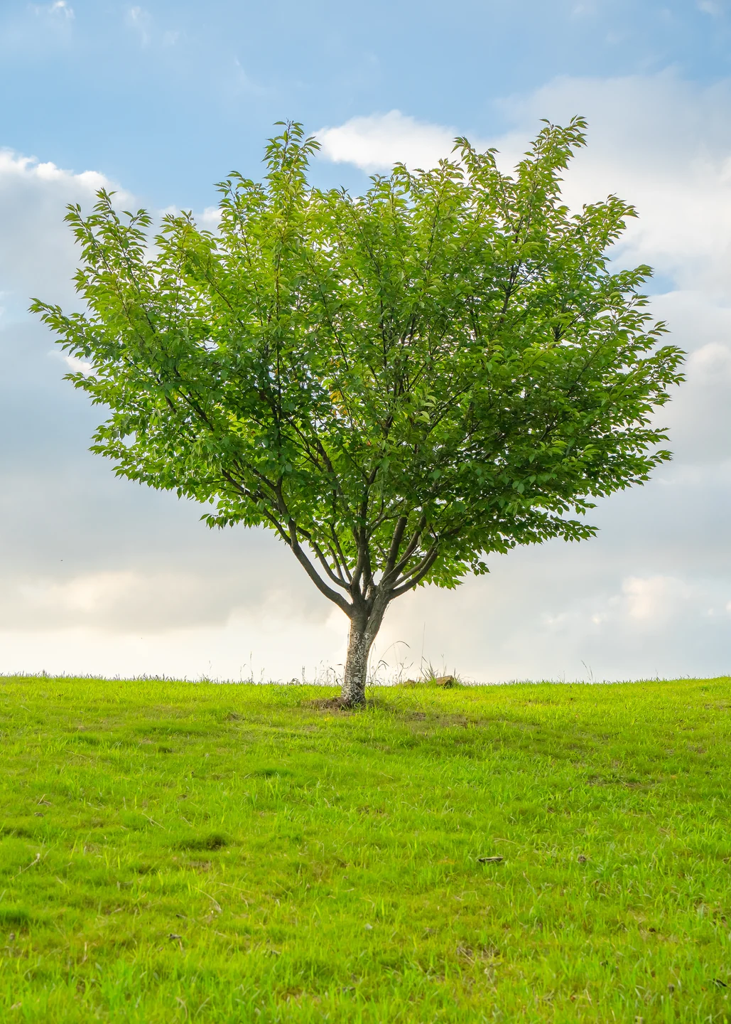A solitary leafy tree stands in a bright green field beneath a summer sky.